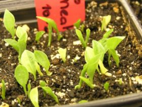 NS%20Hosta_seedlings2.jpg